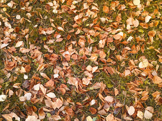 fallen yellow leaves on the green grass. the view from the top.