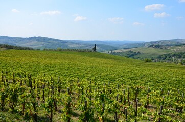 Fototapeta na wymiar Vineyards in Chianti region in Tuscany, italy, hilly autumn landscape