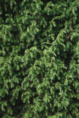 Juniper bush closeup. Evergreen juniper background. Coniferous bush texture