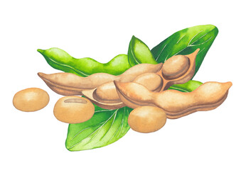 Watercolor design with soy beans and leaves isolated on the white background - 381397054
