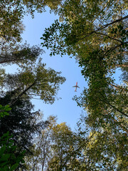 air plane in the blue sky and tree tops
