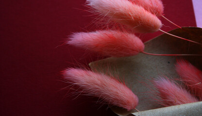 Few thin twigs of the pink fluffy dry lagurus plant on the dark red background