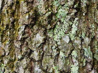bark of a tree