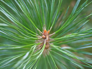 Naklejka na ściany i meble Pine branch with needles close-up