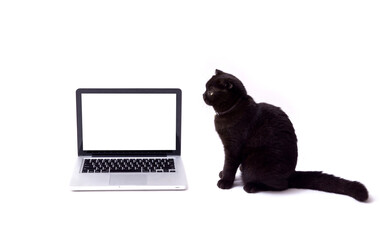 Cat sitting near laptop and stares at isolate blank monitor,Pet online shopping concept.