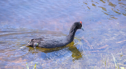 A red-knobbed coot isolated swimming in the shallows in an inland pond