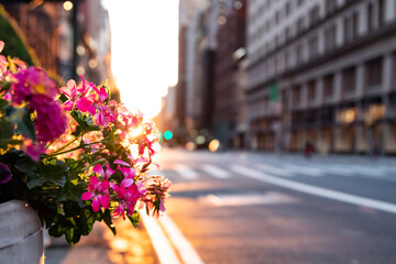 Sunsets behind flowers at the intersection of 23rd Street and 5th Avenue in Manhattan, New York City
