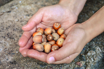 Hazelnuts in the hands of a child