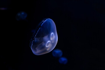 Fototapeta premium Moon jellyfish (Aurelia aurita) illuminated with blue light swimming in the water. Natural background.