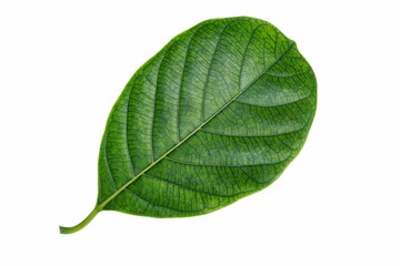 Obraz premium green jackfruit leaf isolated on white