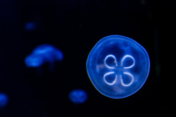 Naklejka na ściany i meble jellyfish in water