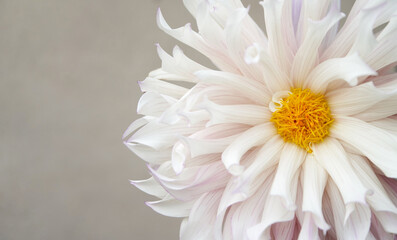 Large dahlia flower close up and text space