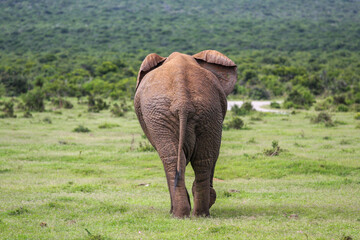 Elefant von hinten