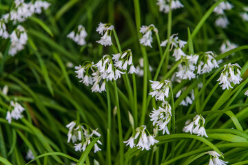 spring concept. awakening of nature. little white flowers blooming in spring. flowers in the shape of bells