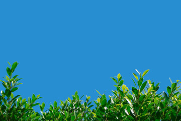 Green Plant with blue sky background