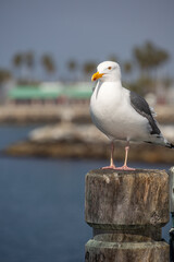 seagull on the pier