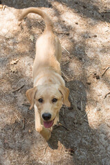 Blond labrador puppy