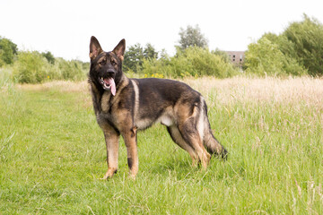 German shepherd standing on a field