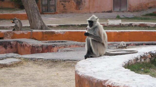 Gray monkeys with black muzzle eating ice cream while sitting in the Jaigarh Fort park in Jaipur, India