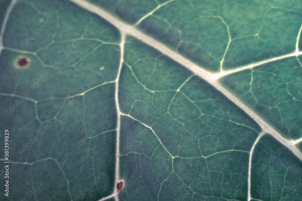 Poster Close up Beautiful leaf on a black pattern background texture for design. Macro photography view.