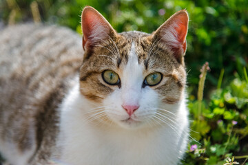 mysterious look and beautiful green eyes of a little beautiful cat. pet and very cute photo of a cat.