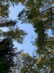 air plane in the blue sky and tree tops