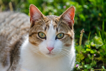 mysterious look of a little beautiful cat. pet and very cute photo of a cat.