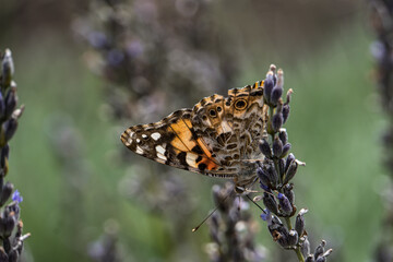 The Marbled Fritillary