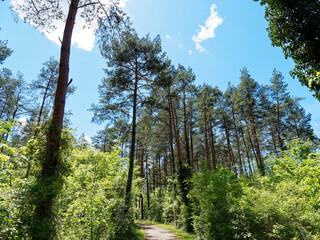 Obraz premium Bad Bellingen im Markgräflerland (Bade-Wurtemberg) - Sentier forestier et promenade autour du parc et jardins des thermes 