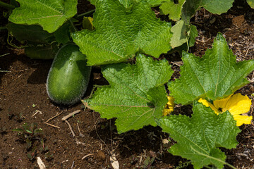 wax gourd grown in the fields of Japan