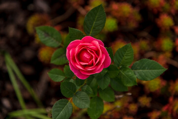 fragile rose. small flower with delicate rose petals. top view of marco photo