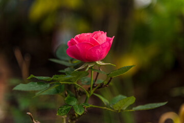fragile rose. small flower with delicate rose petals. marco photo