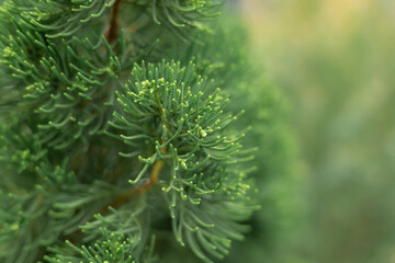 Christmas trees green branches close-up. needles, spruce, nature.