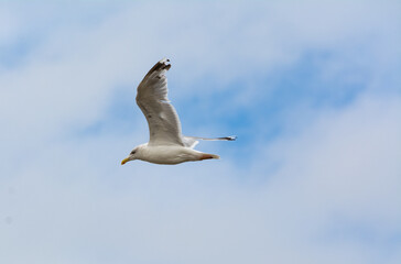 White seagull flying on sky background.