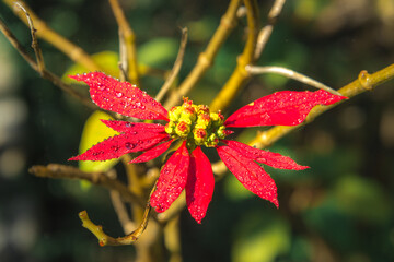 small fragile flower with beautiful smooth petals on a background of a green garden. flower with raindrops