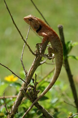 Echse