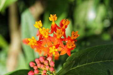 orange flower in the garden