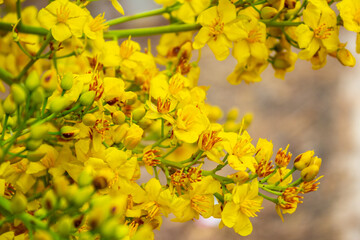 Cacho de flores amarelas de árvore do cerrado.