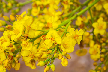 Cacho de flores amarelas de árvore do cerrado goiano.