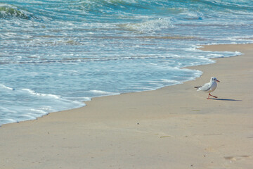 Seagull walking on sandy beach near stormy waving sea. Sea bird looking for food