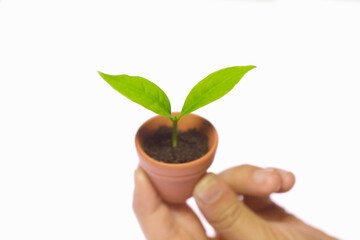 子供の手の上の植木鉢