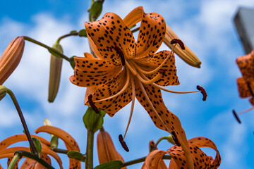 Fototapeta premium Tiger lily