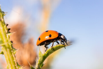 Ladybug (Coccinellidae) on a stick.