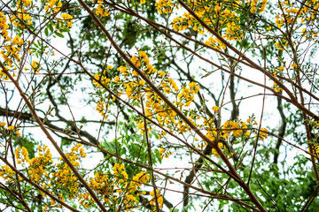 Cachos de flores amarelas de árvore do cerrado.