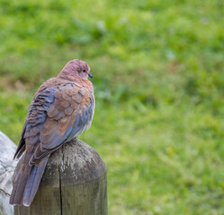 A small laughing dove isolated perched on a wooden fence