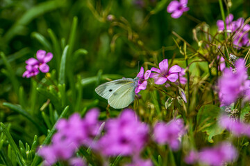 White-flowered butterflies