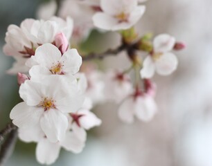 Beautiful cute white sakura (cherry blossom) with raindrops on the petals, wallpaper background