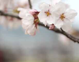 Fototapeta na wymiar Beautiful cute white sakura (cherry blossom) with raindrops on the petals, wallpaper background
