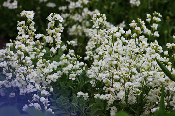 forget me not