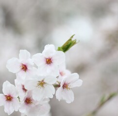 Fototapeta na wymiar Beautiful and cute white sakura (cherry blossom) wallpaper background